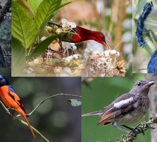 BIRDING IN ASSAM