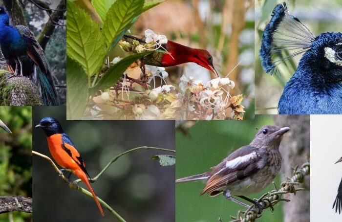 BIRDING IN ASSAM