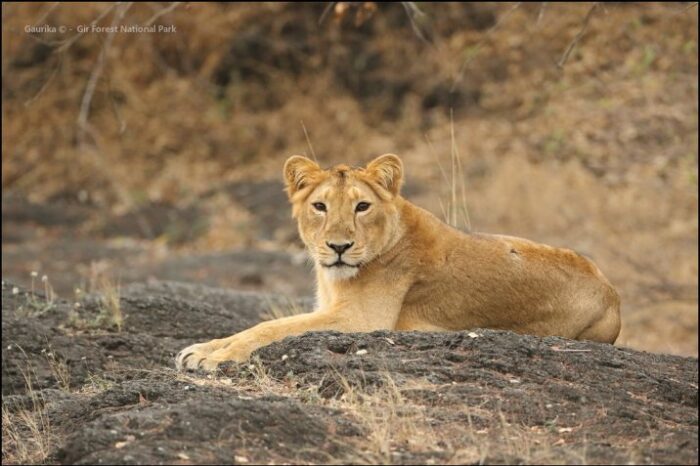 Wildlife Safari in Gujarat